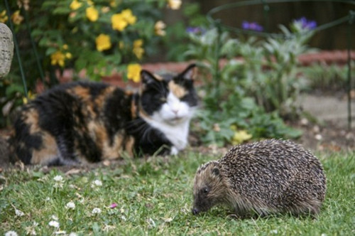 英國(guó)刺猬吃成胖墩:被強(qiáng)制減肥樣子萌翻天